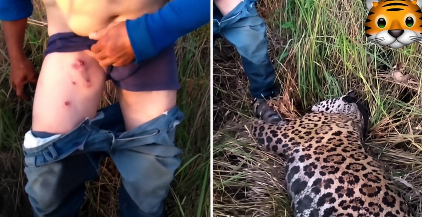 Nas “garras” da morte: homem vai “cagar” na mata, dá de cara com onça e luta para salvar a própria vida