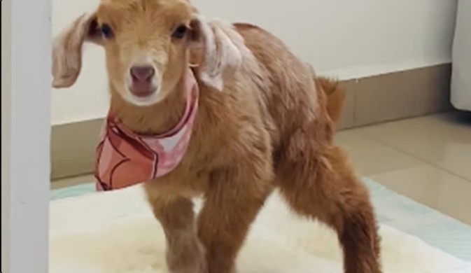 “Meu cachorro não faz isso”: cabrita vira celebridade ao usar tapete higiênico; Vídeo