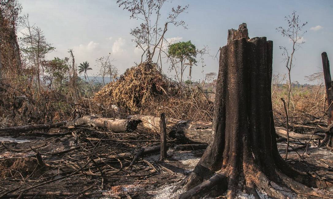 Desmatamento recua 38% no Amazonas, mas estado continua entre os três que mais perderam floresta na Amazônia