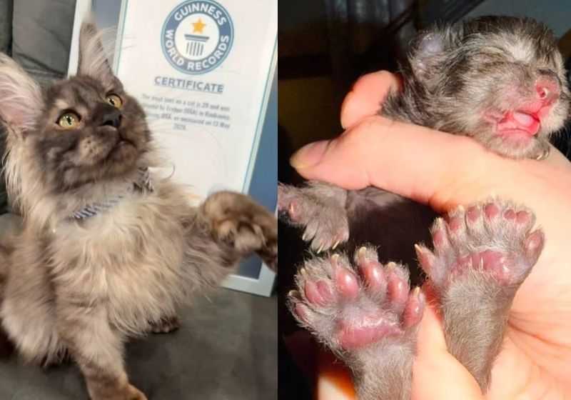 Gato com 29 dedos vira fenômeno e entra para o Guinness World Records